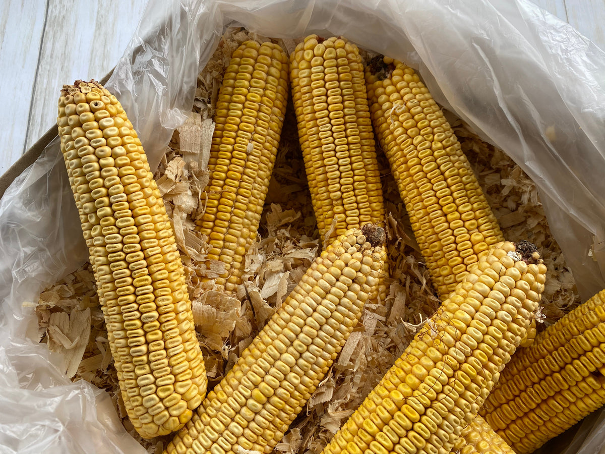 Organic Ear Corn Baker's Dozen (13 Ears) Packed in Pine Shavings