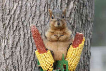 Organic Ear Corn - Baker's Dozen (13 Ears) - Packed in Pine Shavings - for Animal Feed - Squirrels Love it!