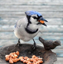 Shelled Peanuts for Bird Feed / Food / Seed - Squirrels too! Animals go NUTS!