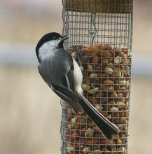 Shelled Peanuts for Bird Feed / Food / Seed - Squirrels too! Animals go NUTS!