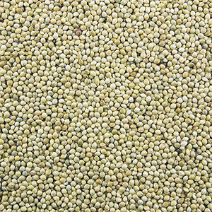 Millet - Delicious Wild or Domestic Bird Seed/Food - Free Shipping!