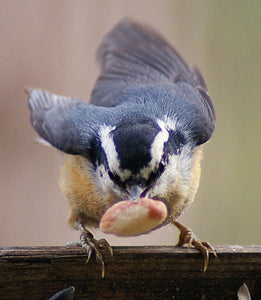 Shelled Peanuts for Bird Feed / Food / Seed - Squirrels too! Animals go NUTS!