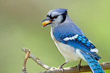 Shelled Peanuts for Bird Feed / Food / Seed - Squirrels too! Animals go NUTS!