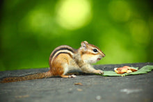 Shelled Peanuts for Bird Feed / Food / Seed - Squirrels too! Animals go NUTS!