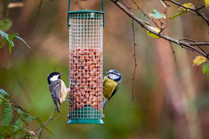 Shelled Peanuts for Bird Feed / Food / Seed - Squirrels too! Animals go NUTS!